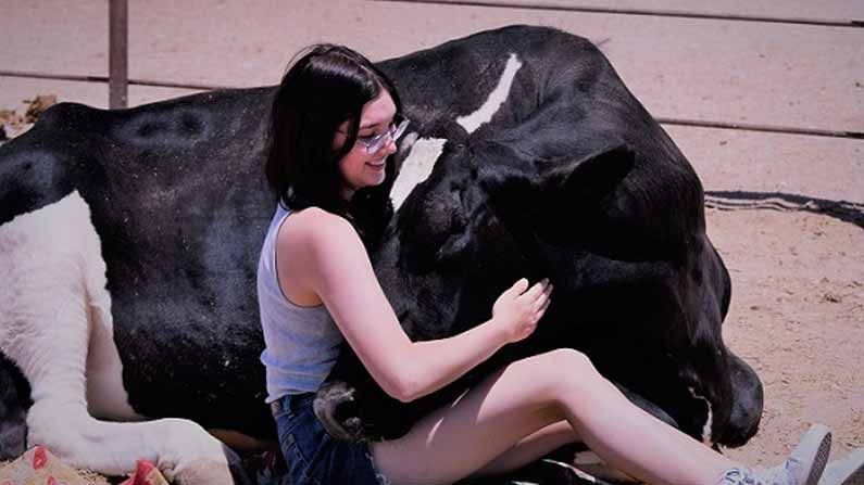 Cow Cuddling : కొవిడ్ ఎఫెక్ట్..! డబ్బులిచ్చి ఆవులను కౌగిలించుకుంటున్నారు.. గంటకు పద్నాలుగు వేలు..?