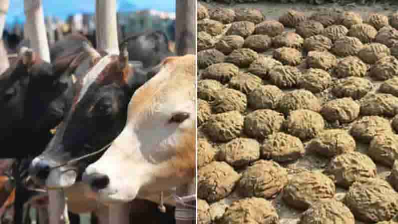 Cow Dung Smoke: కరోనా నివారణకు తెలంగాణ వాసి కొత్త ప్రయోగం.. ఆవుపేడ పొగతో వైరస్ అంతం..?