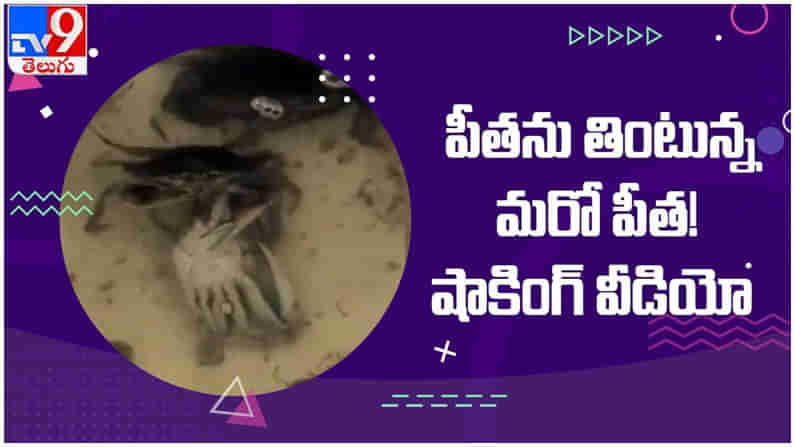 Viral Video: పీతను తింటున్న మరో పీత..!! షాకింగ్‌ వీడియో...