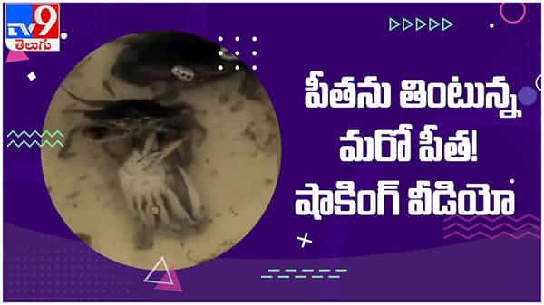 Viral Video: పీతను తింటున్న మరో పీత..!! షాకింగ్ వీడియో...