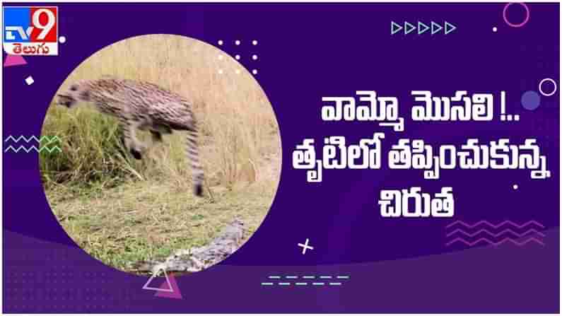 Viral Video: చిరుత పై మొసలి దాడి...!! తృటిలో తప్పించుకున్న చిరుత... ( వీడియో )