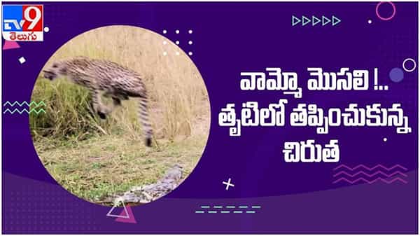 Viral Video: చిరుత పై మొసలి దాడి...!! తృటిలో తప్పించుకున్న చిరుత... ( వీడియో )