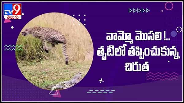వామ్మో మొసలి..!తృటిలో తప్పించుకున్న చిరుత ..చిరుత పై మొసలి దాడి.వైరల్ అవుతున్న వీడియో :Crocodile attacks on Leopard video.