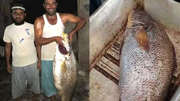 Croaker Fish: ఒక్క చేపతో వారి సుడి మారిపోయింది.. ఎంతకు అమ్మారో తెలిస్తే మైండ్ బ్లాంక్