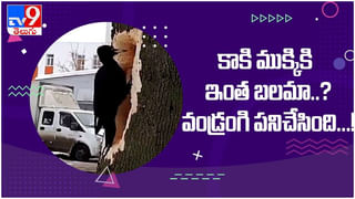 Viral Video: డైవింగ్‌ నేర్పుతున్న డాల్ఫిన్‌… నెట్టింట వైరల్ గా మారిన వీడియో…