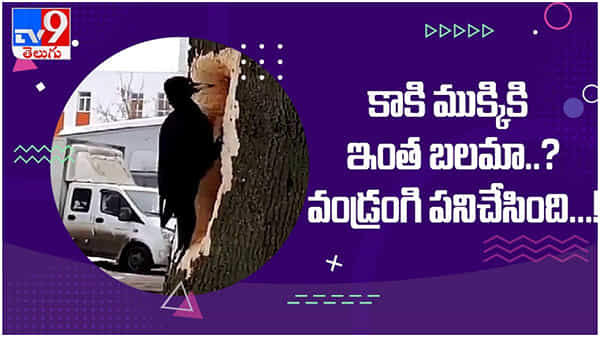 Viral Video: ఈ కాకి ముక్కు ఎంత పదునో... చెట్టుకు ఎంత పెద్ద బొక్క పెట్టింది చూడండి... ( వీడియో )