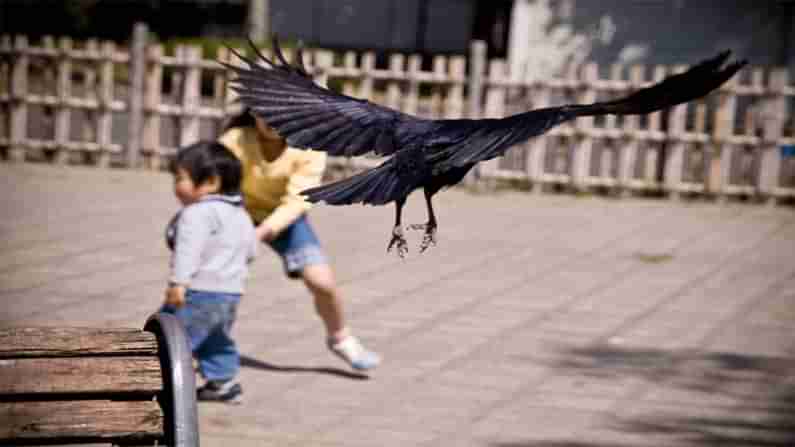 Crow: కాకి త‌ల‌పై త‌న్నితే అప‌శ‌కున‌మా.? కాకి వాళితే త‌ల‌స్నానం ఎందుకు చేయాలి.? దీంట్లో ఉన్న శాస్త్రీయ‌త ఏంటంటే..