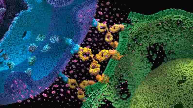 Cytokine Storm: సైలెంట్ కిల్లర్..సైటోకిన్ తుఫాను..లక్షణాలు కనిపించేసరికి ప్రాణాల మీదకు వస్తుంది..ఇది ఏమిటి? తెలుసుకోవడం ఎలా?