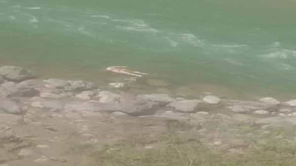 Dead Bodies: సరయూ తీరంలో మృతదేహాల కలకలం.. కరోనా మృతదేహాలు అంటూ భయాందోళన చెందుతున్న స్థానికులు..