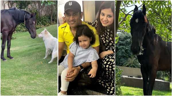 MS Dhoni Pampers Horse: గుర్రానికి మసాజ్ చేస్తున్న ఎం ఎస్ ధోనీ..వైరల్గా మారిన వీడియో