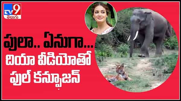 ఏనుగును చూసి పరిగెత్తిన పులి..!పులా..?ఏనుగా..?దియా మీడియాతో ఫుల్ కన్ఫ్యూజన్ : Viral Video.