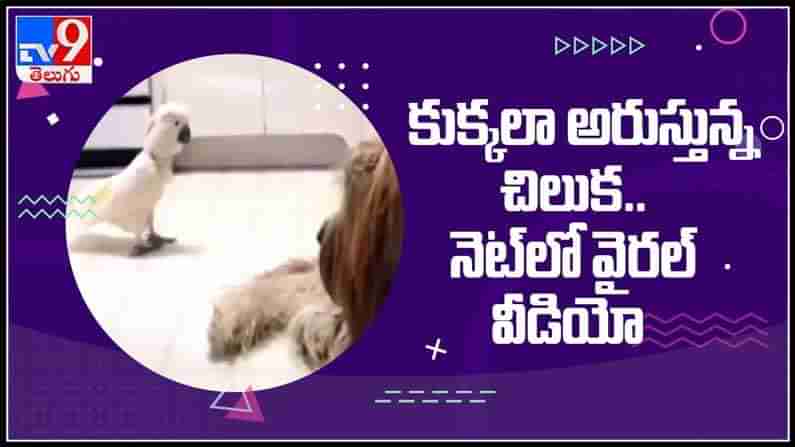 perrot imitate dog viral video : కుక్కను ఇమిటేట్‌ చేస్తున్న చిలుకమ్మ..నెట్టింట్లో హల్ చల్ చేస్తున్న వీడియో