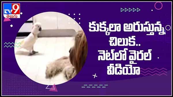 perrot imitate dog viral video : కుక్కను ఇమిటేట్ చేస్తున్న చిలుకమ్మ..నెట్టింట్లో హల్ చల్ చేస్తున్న వీడియో