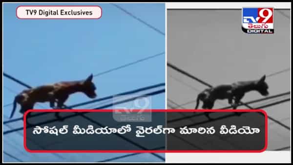 విద్యుత్ తీగలపై వాక్చేస్తోన్న శునకం.. సోషల్ మీడియాలో వైరల్ గా మారిన వీడియో.: Dog Viral video.