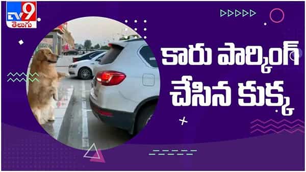 Viral Video: తన ఓనర్ కార్ పార్కింగ్ చేసిన కుక్క...చూస్తే పక్కా షాక్ అవుతారు..! ( వీడియో )