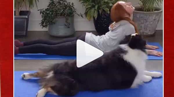 Doggo yoga: అచ్చం మనిషిలాగే.. కుక్క అద్భుత యోగాసనాలు.. నోరెళ్లబెడుతున్న నెటిజన్లు.. వైరల్ వీడియో