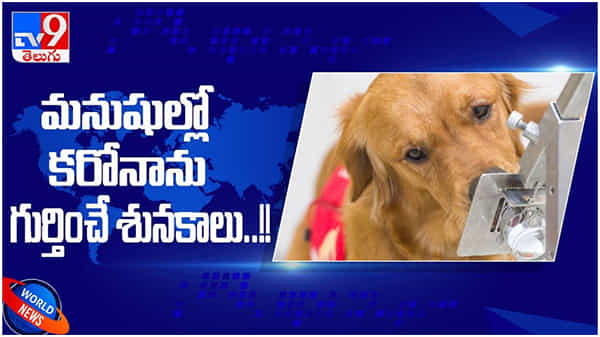 Corona Virus: కుక్కలు మనిషి చెమట వాసనను ద్వారా కరోనాను గుర్తిస్తాయి.. ( వీడియో )