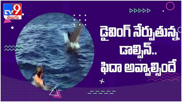 Viral Video: డైవింగ్‌ నేర్పుతున్న డాల్ఫిన్‌... నెట్టింట వైరల్ గా మారిన వీడియో...