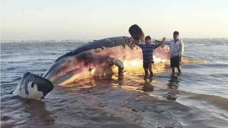 Dolphin In East Godavari