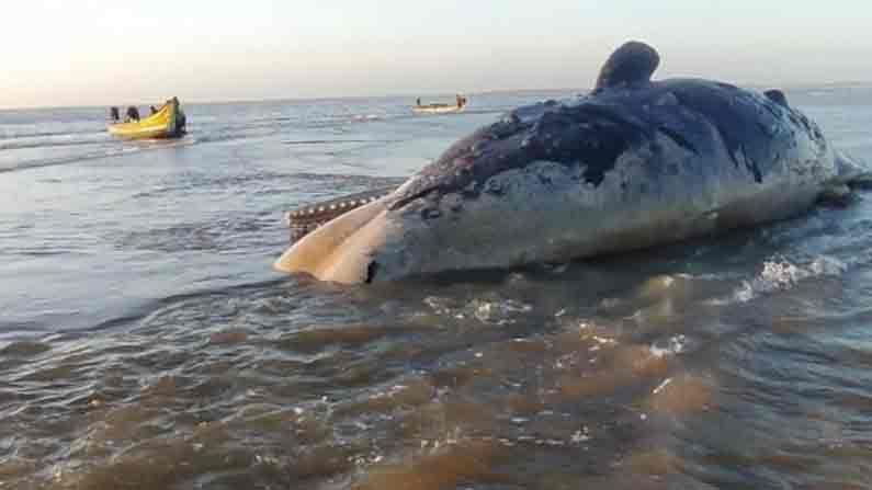 Dolphin in Antarvedi coast : తూర్పుగోదావరి జిల్లా అంతర్వేది తీరానికి కొట్టుకు వచ్చిన భారీ డాల్ఫిన్ చేప