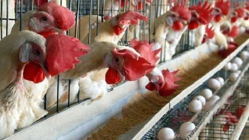 Hen Lifespan : ఒక కోడి ఎన్ని గుడ్లు పెట్టగలదో మీకు తెలుసా..! దాని జీవిత కాలం ఎంత..?