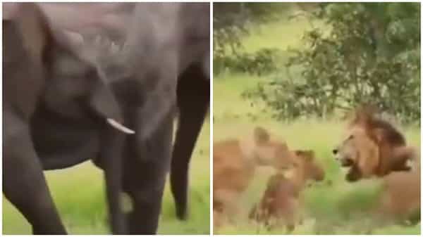 Viral Video: పరుగో పరుగు.! గజరాజులను చూసి భయంతో లగెత్తిన సింహాలు.. వైరల్ వీడియో..
