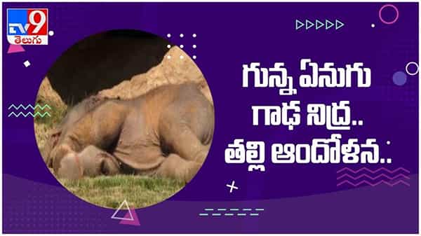 Viral Video: గురకపెట్టి పడుకున్న గున్న ఏనుగు.. నిద్ర లేపేందుకు తల్లి ఏనుగు తంటాలు... ( వీడియో )