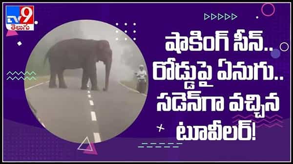 షాకింగ్ సీన్..రోడ్డుపై ఏనుగు... అటుగా వచ్చిన టూవీలర్ కు షాక్ వైరల్ అవుతున్న వీడియో : Elephant Viral Video.