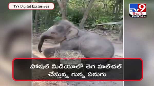 సోషల్ మీడియాలో తెగ హల్చల్ చేస్తున్న గున్న ఏనుగు..వావ్ అంటున్న నెటిజెన్లు..: Elephant Viral Video.