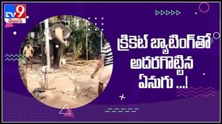 ఒడిశాలో తాబేళ్ల జాతర..! గహిర్‌మాతా బీచ్‌లో అద్భుత దృశ్యం.. చూస్తే ఆశ్చర్యపోతారు..