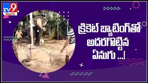 Viral Video : క్రికెట్‌ బ్యాటింగ్‌తో అదరగొట్టిన ఏనుగు ! ఐపీల్ రద్దు అందుకే నేను వచ్చాను.. వైరల్ అవుతున్న వీడియో