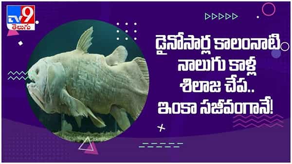 Viral Video: డైనోసార్ల కాలంనాటి నాలుగు కాళ్ల శిలాజ చేప ఇంకా సజీవంగానే.... ( వీడియో )