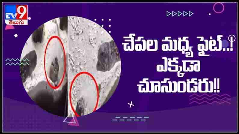 చేపల మధ్య ఫైట్ హోరాహోరీ పోరుసాగిస్తున్న సముద్రపు చేపలు ఎక్కడైనా చూసారా..? : Fish Fight Viral Video