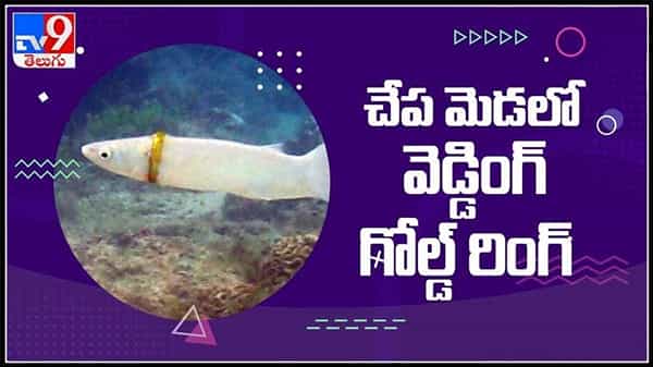 fish with gold ring video : చేప మెడలో మెరిసిన వెడ్డింగ్ గోల్డ్ రింగ్ .. సముద్రంలో దొరికిన అద్భుతం.వైరల్ అవుతున్న వీడియో..