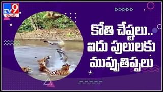 Viral Video : ఆస్పత్రి కారిడార్‌లో డాక్టర్ల డ్యాన్సులు..! సల్మాన్ ఖాన్ సిటీమార్‌ సాంగ్‌కి అదిరే స్టెప్పులు..