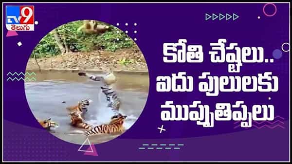 5 tigers and 1 monkey viral video :ఒకేసారి ఐదు పులుల్ని ముప్పతిప్పలు పెట్టిన వానరం..కోతి చేష్టలుకు అల్లాడిపోయిన పులులు.
