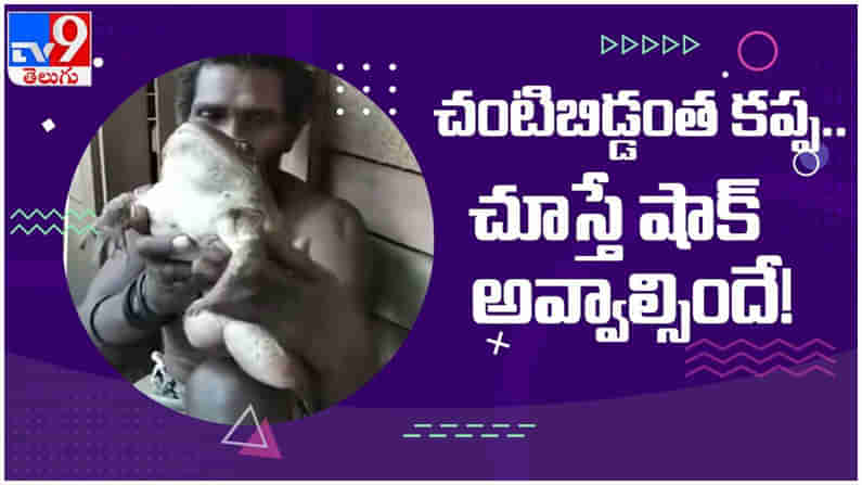 Viral Video: చంటిబిడ్డంత కప్ప.. చూస్తే షాక‌వ్వాల్సిందే.. ( వీడియో )