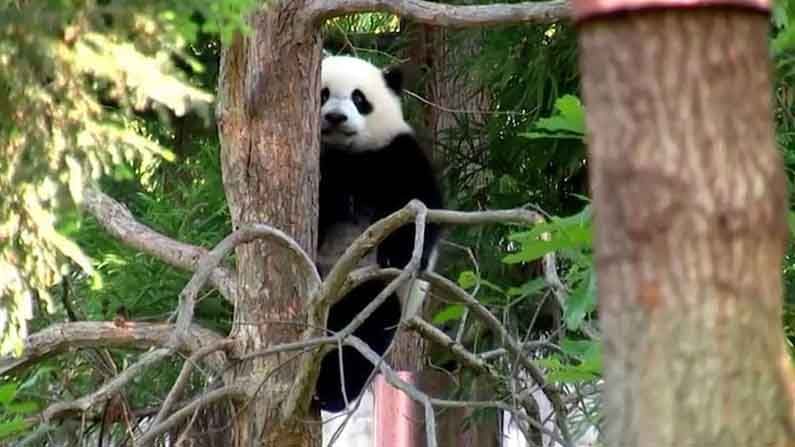 Giant Panda Cub: సందర్శకులను ఆకట్టుకుంటున్న చిన్నారి పాండా..సోషల్ మీడియాలో వైరల్ అయిన వీడియో..