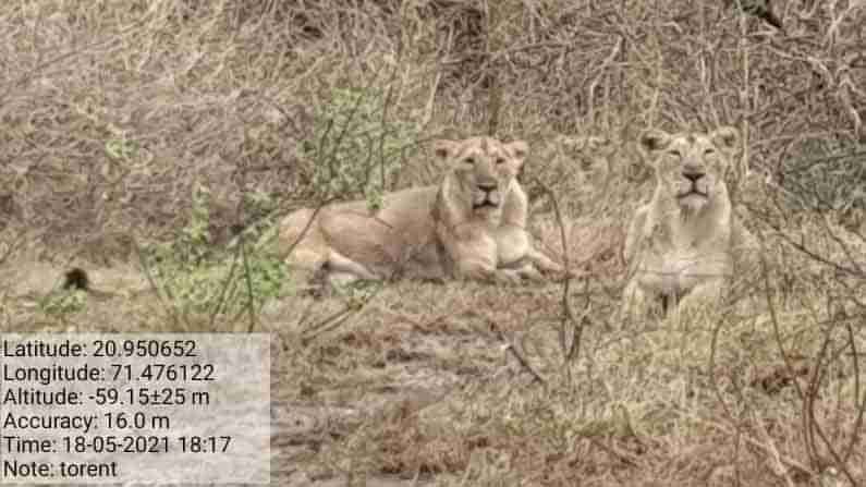 Gir Lions: తుపాను సమయంలో మన సింహాలు క్షేమం అంటూ దక్షిణాఫ్రికా సింహాల వీడియో పోస్ట్ .. ఏకిపారేస్తున్న నెటిజన్లు!
