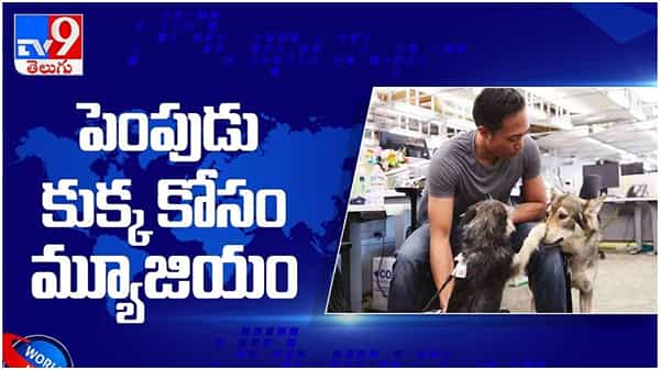 Google కార్యాలయాల్లో పెంపుడు కుక్కలకు అధికారిక అనుమతి ఉంటుంది.. ( వీడియో )