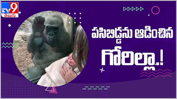 Viral Video: పసిబిడ్డను ఆడించిన గొరిల్లా...!! నెటిజన్లు ఫిదా.. వైరల్ వీడియో...