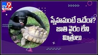 5 tigers and 1 monkey viral video :ఒకేసారి ఐదు పులుల్ని ముప్పతిప్పలు పెట్టిన వానరం..కోతి చేష్టలుకు అల్లాడిపోయిన పులులు.