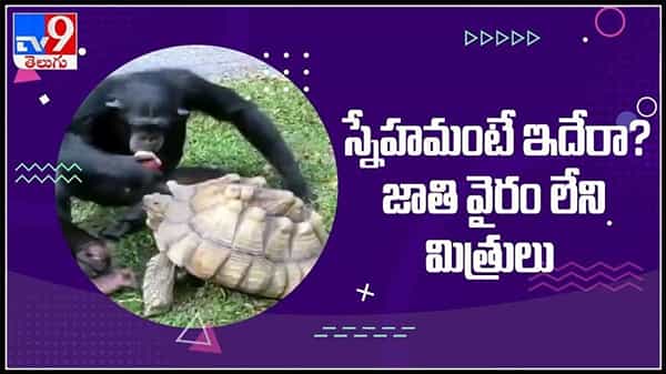 స్నేహమంటే ఇదేరా ? జాతివైరం లేని మూగ మిత్రులు..ట్రెండ్ అవుతున్న గొరిల్లా మరియు తాబేలు వైరల్ వీడియో ..: Gorilla and Tortoise ViralVideo