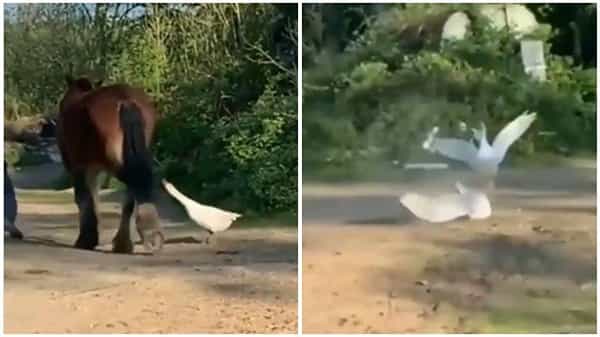 Viral News: అయ్యో.! పాపం బాతు..!! గుర్రానికి అడ్డు తగిలింది.. ప్రాణం మీదుకు తెచ్చుకుంది..