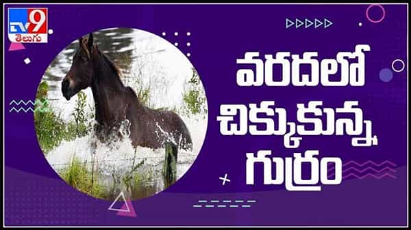 వరదలో చిక్కుకున్న గుర్రం..అకస్మాత్తుగా పెరిగిన నీటి ప్రవాహంకు హడలెత్తిన గుర్రం..!చివరకు ఏమైంది..?:Hourse Video.