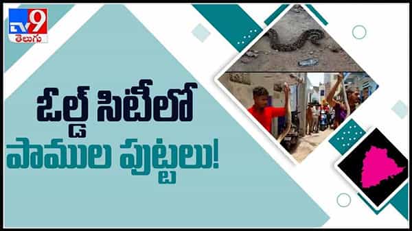 హైదరాబాద్‌ పాతబస్తీలో పాములు కలకలం..వైరల్ గా మారిన వీడియో :Snakes In Hyderabad Video.