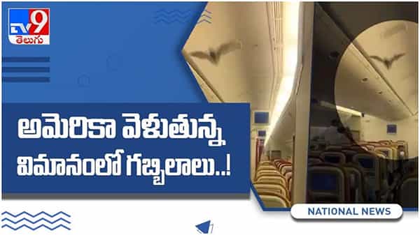 విమానంలో గబ్బిలం కలకలం..!! ఢిల్లీకి తిరిగొచ్చిన ఎయిరిండియా విమానం.. ( వీడియో )
