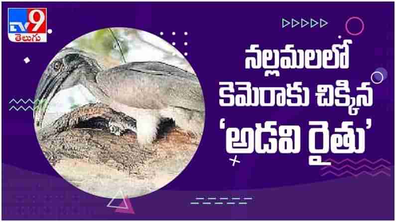 Rare Bird: నల్లమలలో కెమెరాకు చిక్కిన అరుదైన ‘అడవి రైతు’ పక్షి.. ( వీడియో )