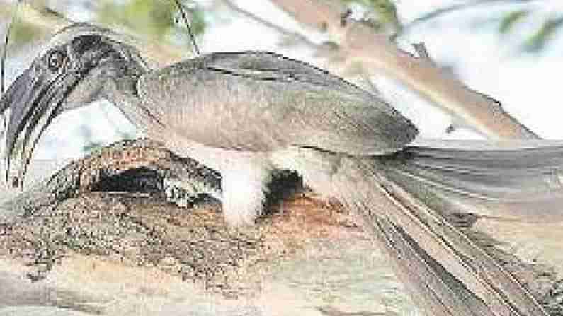 Rare Bird: నల్లమల అటవీ ప్రాంతంలో క‌నిపించిన అరుదైన అడవి రైతు ప‌క్షి.. పాములు, బల్లులు దాని ఆహారం.. ఇంకా