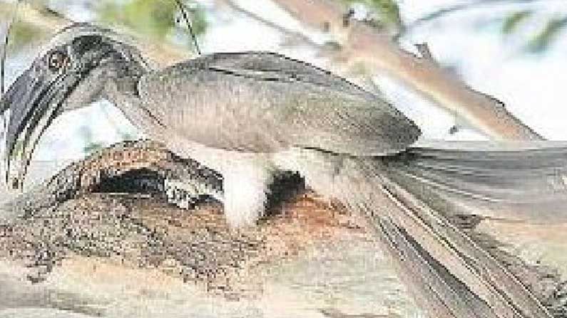 Rare Bird: నల్లమల అటవీ ప్రాంతంలో క‌నిపించిన అరుదైన 'అడవి రైతు' ప‌క్షి.. పాములు, బల్లులు దాని ఆహారం.. ఇంకా